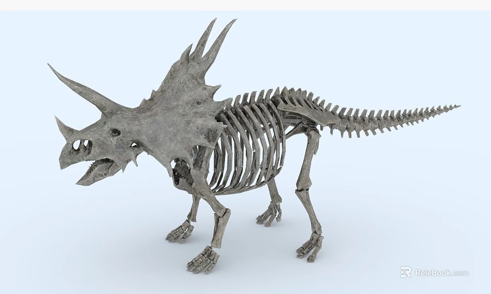 Public Facility Natural History Museum Displaying Triceratops Skeleton For Educational Exhibition 3d model 