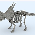 Modern fossil Triceratops fossil 3d model