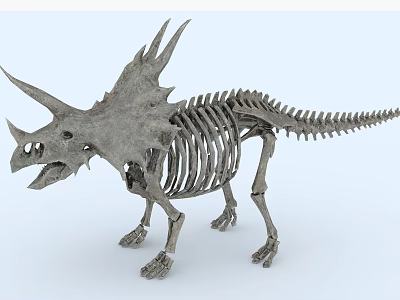 Public Facility Natural History Museum Displaying Triceratops Skeleton For Educational Exhibition 3d model