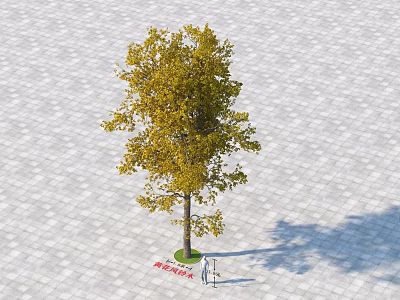 Arbor With Golden Yellow Leaves Standing On Gray Paved Ground Near Person 3d model