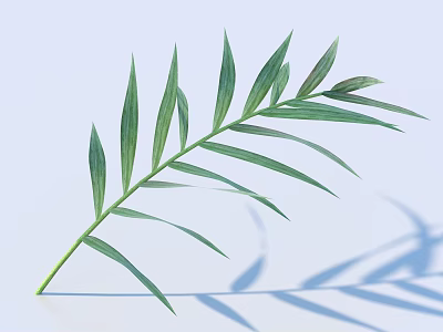 Green Leaf With Long Narrow Blades And Natural Shadow On Light Background 3d model