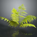 Fern Plant Displaying Lush Green Feathery Fronds Reflected On Dark Shiny Surface