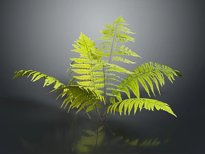 Fern Plant Displaying Lush Green Feathery Fronds Reflected On Dark Shiny Surface 3d model