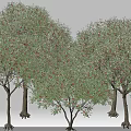 Multiple Lush Arbor Trees With Green Foliage Red Fruits Trunks And Exposed Roots