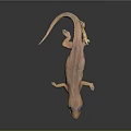 Brown Salamander With Long Body Large Eyes And Small Limbs On Black Background