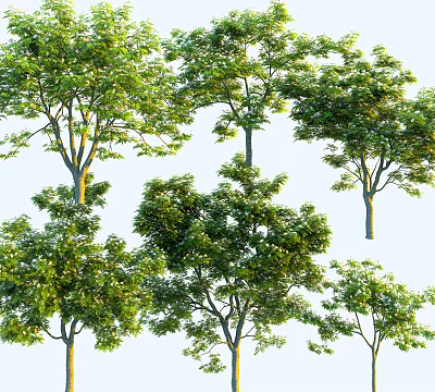 Tall Trees With Lush Green Foliage And Varied Canopy Shapes 3d model