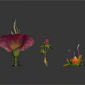 Vibrant Diverse Plants Featuring Purple Red And Orange Flowers On Black Background
