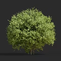 Lush Green Shrub With Rounded Canopy And Multiple Stems On Gray Background 3d model