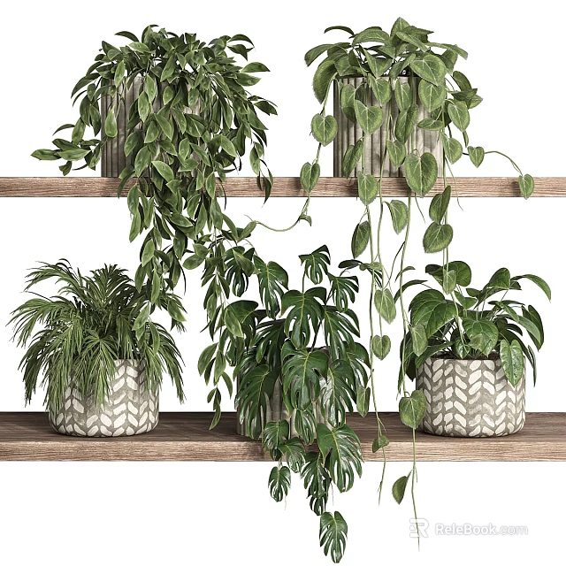 Potted Bonsai Plants on Wooden Shelves with Hanging Leaves and Patterned Pots 3d model 
