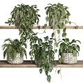 Plant Potted Plant Green Plant Bonsai Bonsai Partition Hanging Basket Landscape 3d model