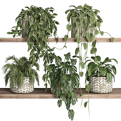 Potted Bonsai Plants on Wooden Shelves with Hanging Leaves and Patterned Pots 3d model