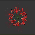Red Flower With Slender Stem And Radiant Petals On Gradient Gray Black Background