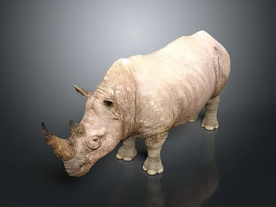 White Rhinoceros Standing Against Dark Background With Detailed Skin Texture And Horns 3d model