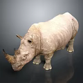 White Rhinoceros Standing Against Dark Background With Detailed Skin Texture And Horns