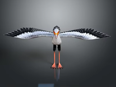 Black and White Bird with Spread Wings Orange Beak and Feet Standing on Gray Background 3d model
