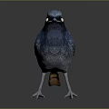 Vibrant Blue Bird With White Eye Patch And Orange Tail Standing On Dark Surface 3d model