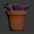 Purple Succulent Plant in Orange Terracotta Pot on Dark Background