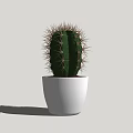 Simple Indoor Cactus Potted Plant In White Ceramic Pot For Home Decor