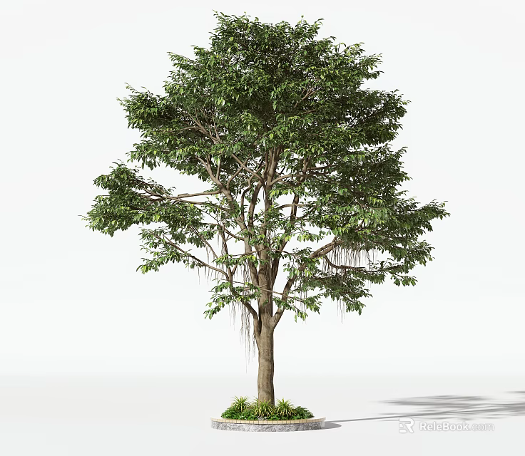 Tall Arbor Tree with Thick Trunk and Lush Green Foliage Surrounded by Grass at the Base 3d model 