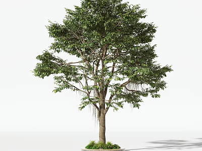 Tall Arbor Tree with Thick Trunk and Lush Green Foliage Surrounded by Grass at the Base 3d model