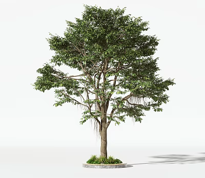 Tall Arbor Tree with Thick Trunk and Lush Green Foliage Surrounded by Grass at the Base 3d model