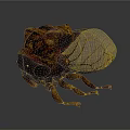 Detailed Brown And Black Beetle With Transparent Wings On White Background