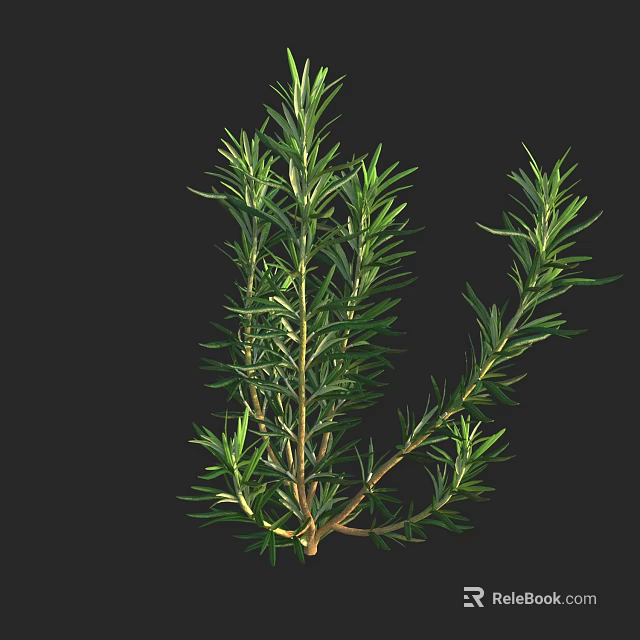 Fresh Rosemary Herb Plant With Green Needle Like Leaves And Woody Stems 3d model 