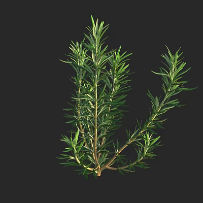 Fresh Rosemary Herb Plant With Green Needle Like Leaves And Woody Stems 3d model