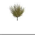 Golden Leaf Arbor With Dense Foliage And Slender Brown Trunk 3d model