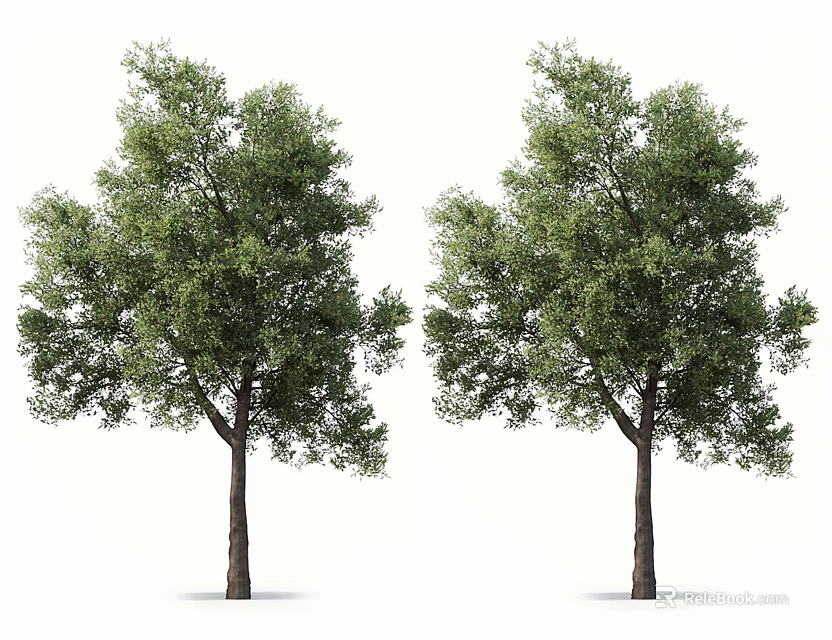 Arbor Trees With Green Foliage And Brown Trunks On White Background 3d model