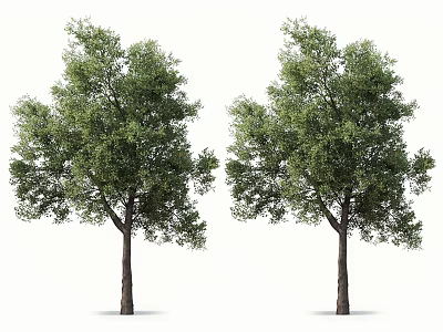 Arbor Trees With Green Foliage And Brown Trunks On White Background 3d model