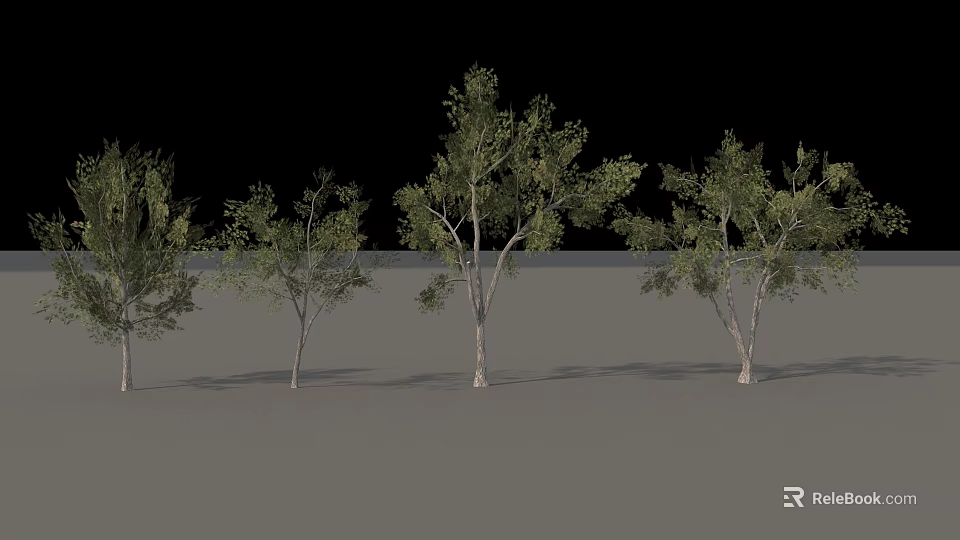 Tall Deciduous Trees With Green Foliage And White Trunks Arranged In Row 3d model 