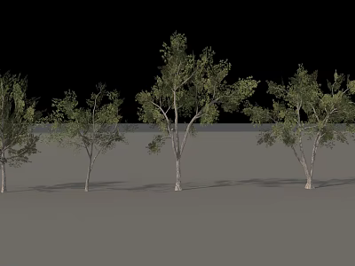 Tall Deciduous Trees With Green Foliage And White Trunks Arranged In Row 3d model