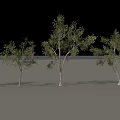 Tall Deciduous Trees With Green Foliage And White Trunks Arranged In Row
