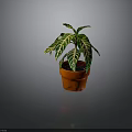 Green And White Striped Leaf Foliage Plant In Orange Pot For Indoor Decoration