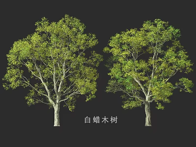 Two White Ash Trees Featuring Lush Green Foliage And Strong Trunks 3d model