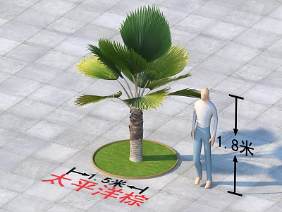 Pacific Palm Tree in Outdoor Paved Area with 3 Meters Diameter and 1.8m Person 3d model