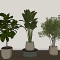 Modern Indoor Potted Plants with Various Leafy Foliage in Light Colored Pots on Wooden Table