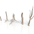 Decorative Natural Dried Plant Branches With Various Shapes And Sizes On White Background