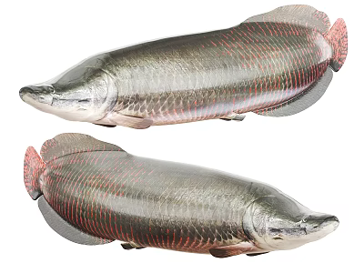 Two Large Silver Scaled Aquatic Fish With Red Accents And Elongated Bodies 3d model