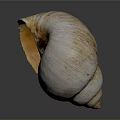 Cochlea Organ Structure With Hair Like Textures On Natural Shell Surface 3d model
