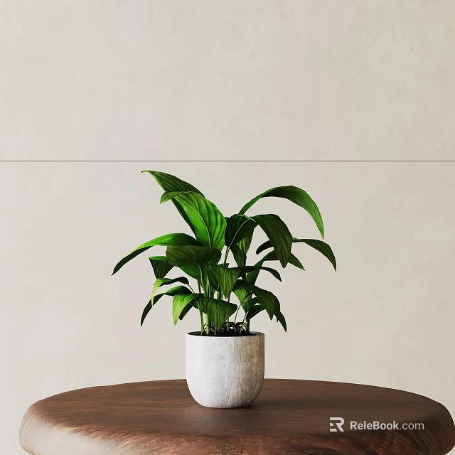 Potted Bonsai Plant with Green Leaves in White Pot on Brown Table against Light Wall 3d model 
