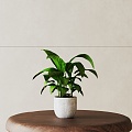 Modern Potted Plant 3d model