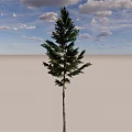 Tall Arbor Standing In Open Ground With Blue Sky And White Clouds 3d model