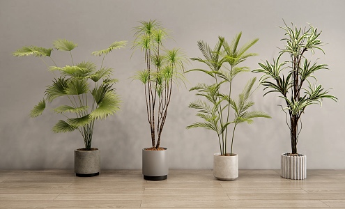 Modern Indoor Plant Potted Plant Green Plant Potted Plant Indoor Green Plant Bonsai 3d model