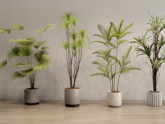 Modern Indoor Plant Potted Plant Green Plant Potted Plant Indoor Green Plant Bonsai 3d model