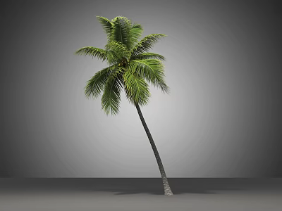 Tall Coconut Palm Tree With Slender Trunk And Lush Green Leaves Against Gray Background 3d model