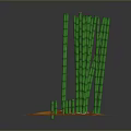 Green Bamboo Plants With Long Stems Growing On Orange Soil Base