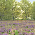 Scenic Purple Flower Field With Green Trees And Sunlight Natural View