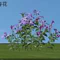 Vibrant Periwinkle Flowers Purple Pink Blooms Green Stems Leaves Growing On Green Grass Blue Sky